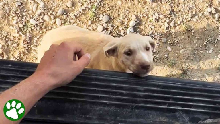 puppy goes up to van and gets herself rescued