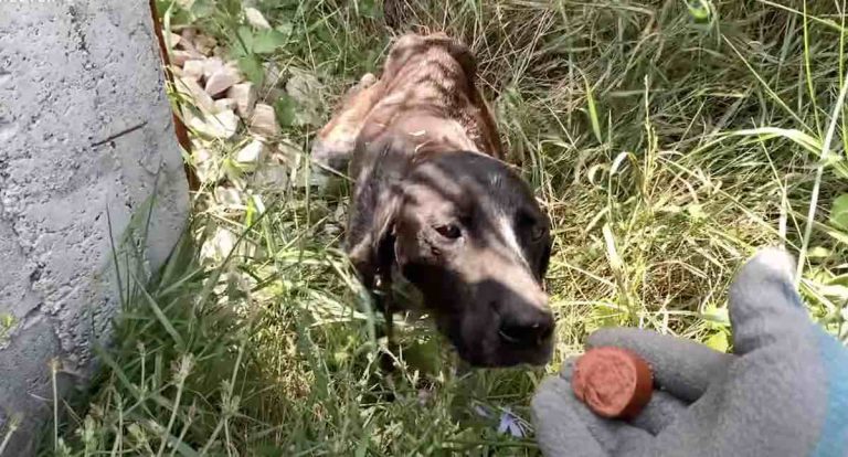 skinny dog left outside shelter