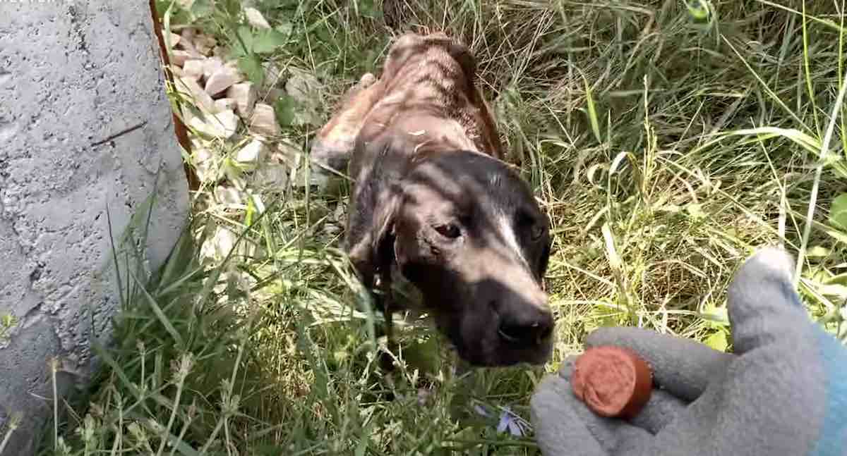 Skinny Abandoned Dog Seeks Out Shade In Bushes Outside Shelter