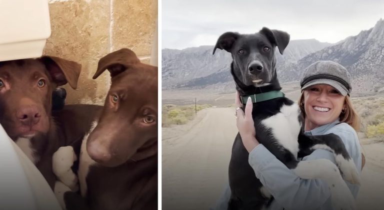 three puppies fostered