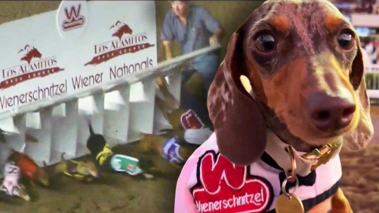 wiener dog race