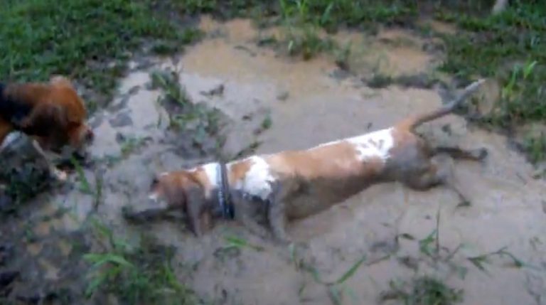dog in mud puddle