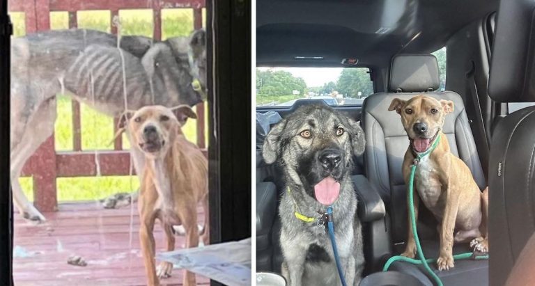 Dogs Left Starving in Home Could Not Reach Bag of Food in Other Room