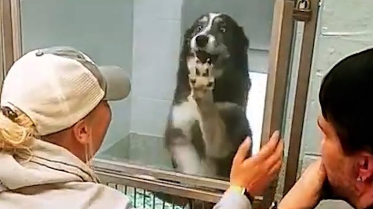 lost dog found 240 miles away