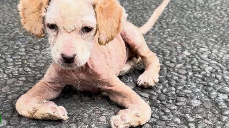 Ayla the sick puppy rescued