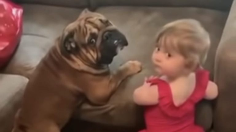 baby and bulldog try to get onto couch