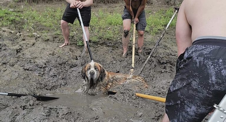 bachelors save st bernard