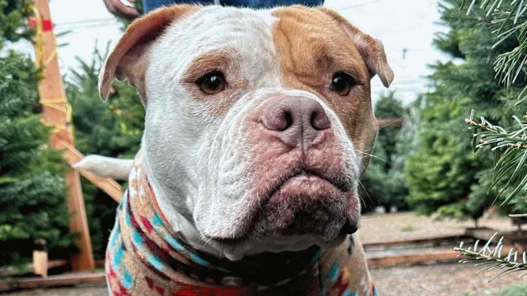 beasley rescued from euthanasia