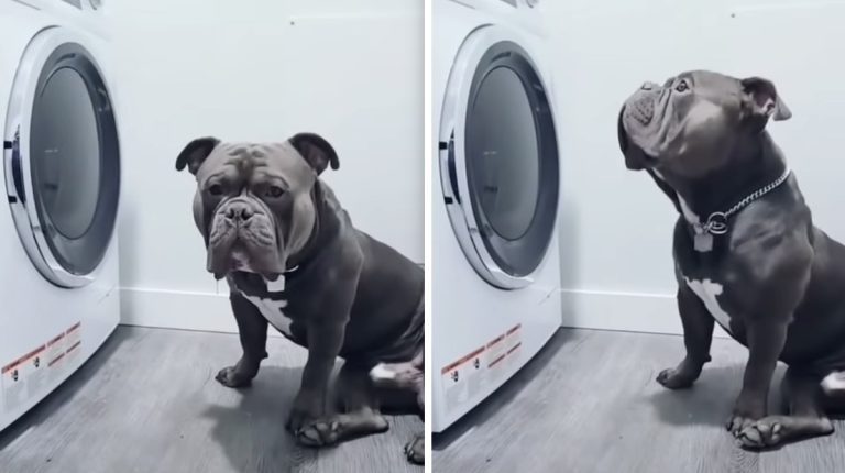 Dog Adorably Upset When The Washer ‘Steals’ His Newfound Ball