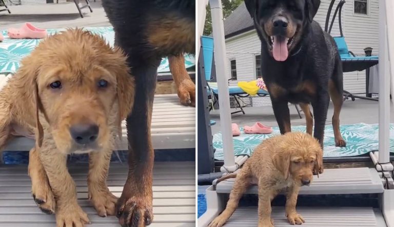 Charlie learning to swim
