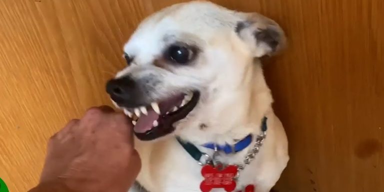 tiny dog terrified of being touched