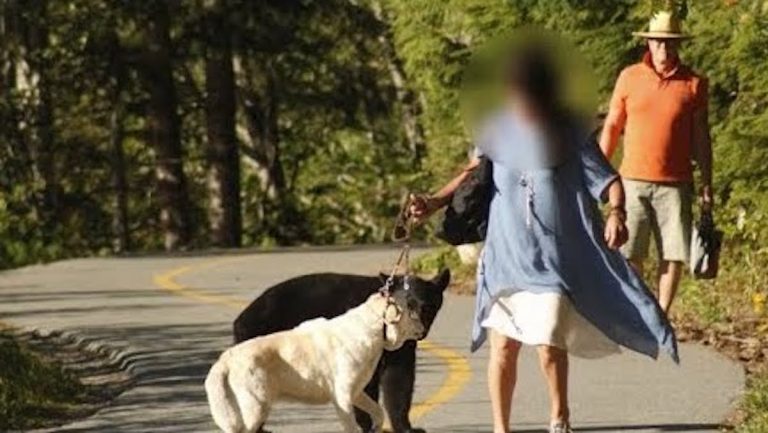 dog walker approaches bear