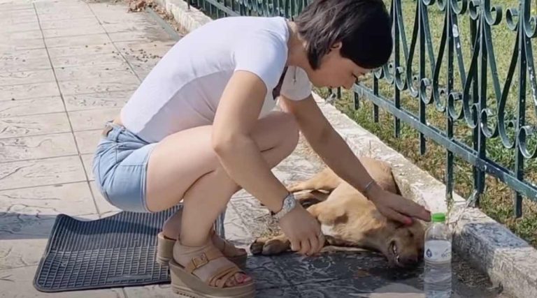 dog hit by car gets heatstroke