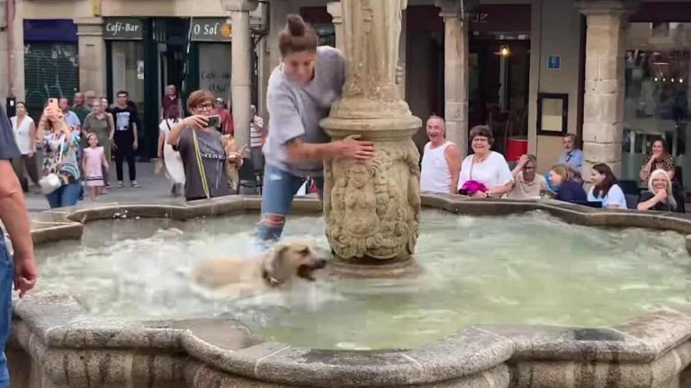 dog refuses to leave fountain