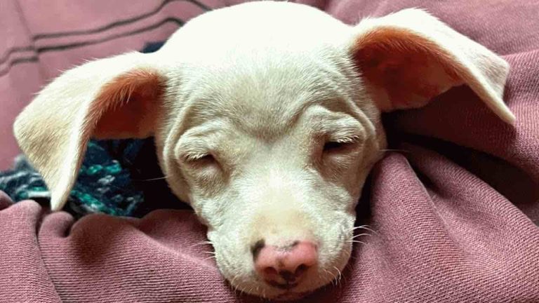 blind and deaf puppy finds loving home