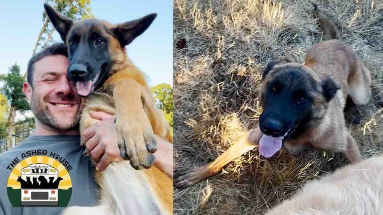 Janey the Belgian Malinois rescued
