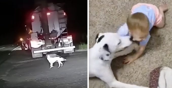 Puppy Abandoned On Road Jumps into Man’s Truck and Becomes Baby’s Best Friend