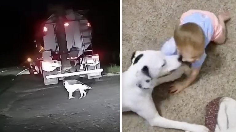 Maggie rescued by man and best friends with toddler