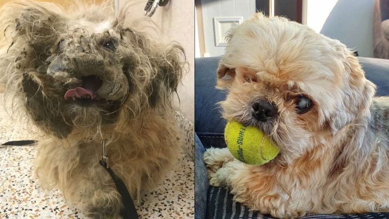 matted senior shih tzu rescued