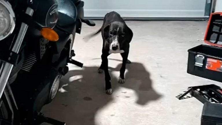 dog used in dog fighting dumped on driveway