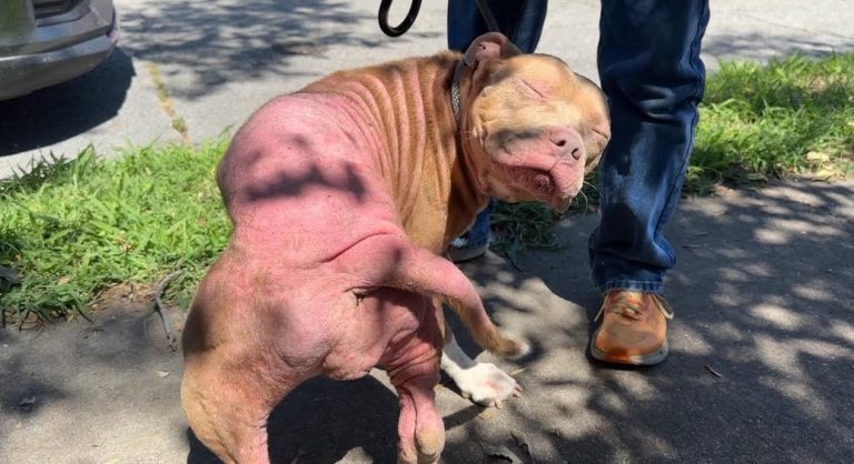 Pepto the dog rescued by Stray Rescue of St. Louis