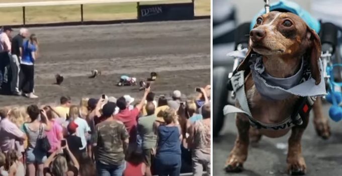 Special Dachshund has the Crowd Cheering Her On at Weiner Dog Race