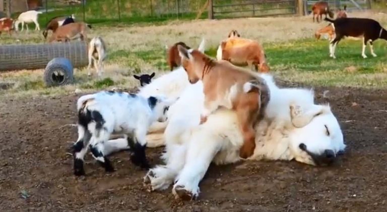 baby goats jump on guardian dog