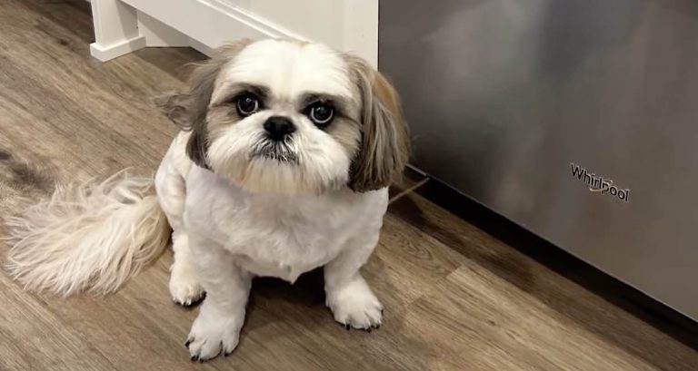 Stolen Rio found a week after carjacking