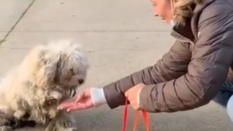 dog lifts paw to rescuer