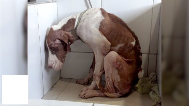Sandy starving dog rescued