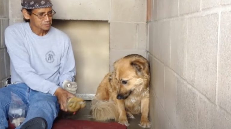 Dog Found Living Among Pack of Feral Dogs and Terrified of People Makes Amazing Transformation