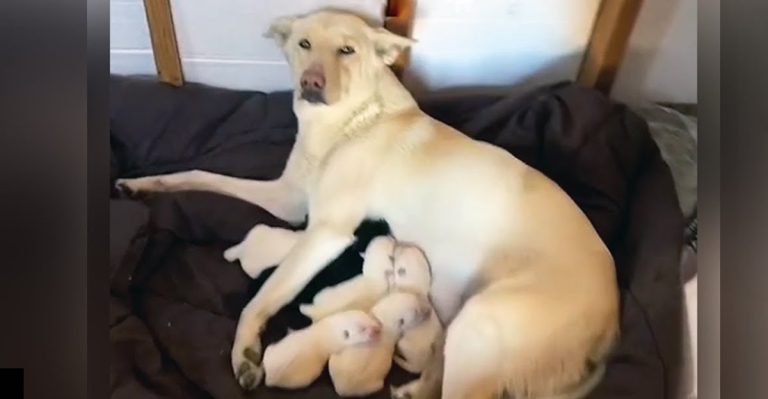 neighbors rescue pregnant dog