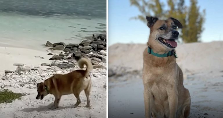potcake dog becomes island greeter