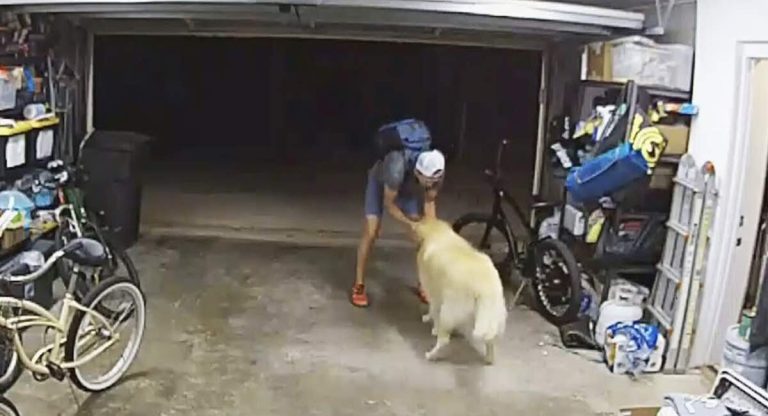 Golden Retriever Demands Belly Rubs From Man Stealing Bike From Home