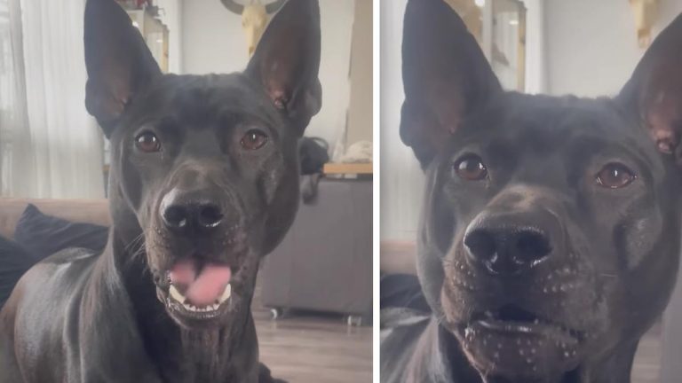 Thai Ridgeback speaks