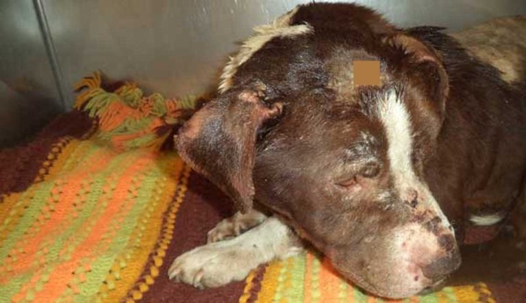 Dog Brutally Slashed in Attack Has Positive Outlook Despite Abuse