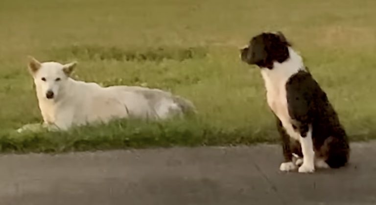 Pregnant dog and her protector rescued