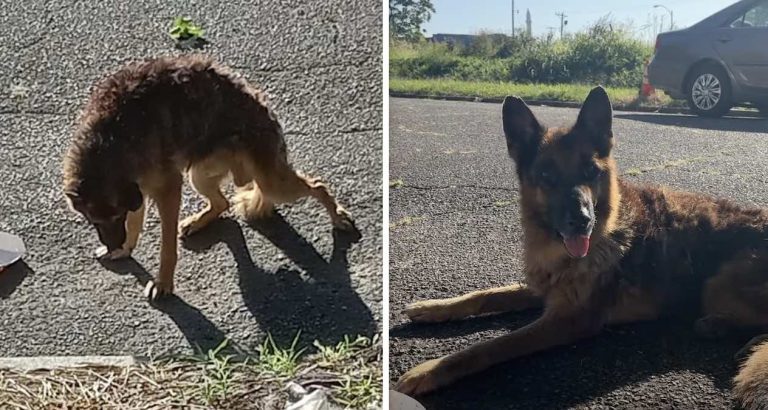 ‘Sack of Bones’ German Shepherd Rescued After He Laid Down in Front of Someone’s House