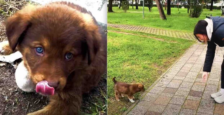 abandoned puppy adopted by foster
