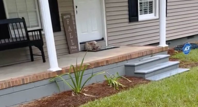 Woman Finds Skinny Puppy on Her Front Porch after Dropping Her Kids Off at School