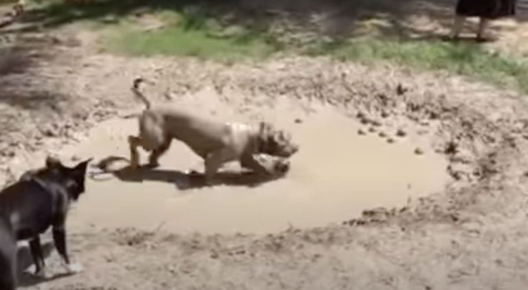 pittie loves mud puddle