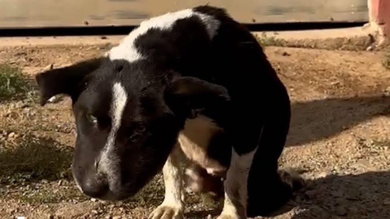 paralyzed dog rescued off streets of mexico