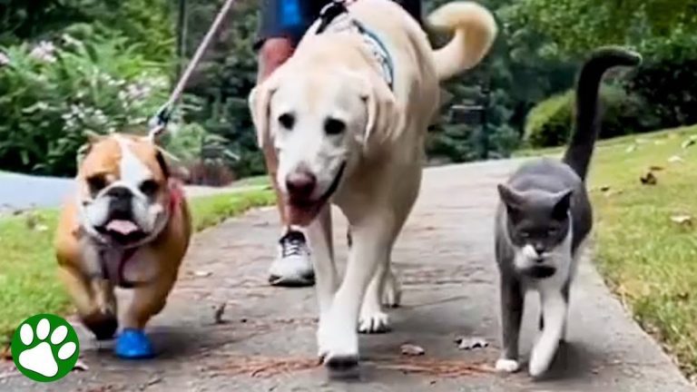 cat walks with dogs every day