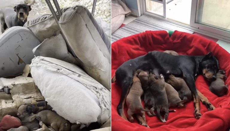 Darcy and her puppies.