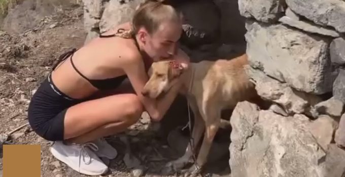 Woman On Hike Sees Neglected Dog and Has to Save Him