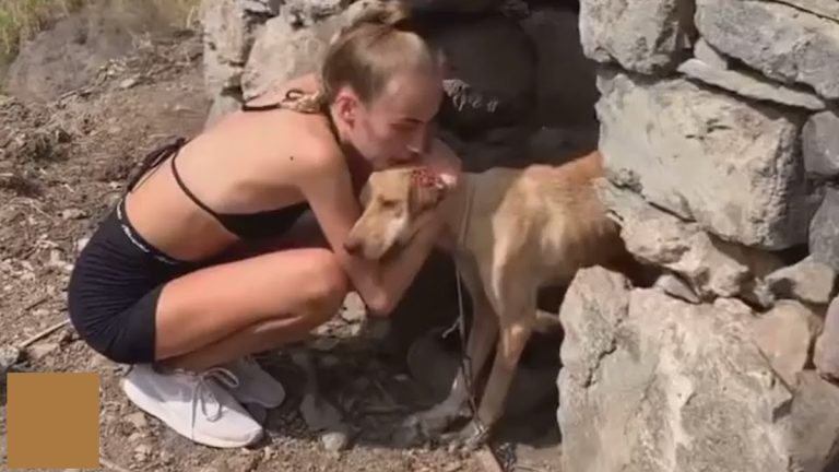 Woman On Hike Sees Neglected Dog and Has to Save Him