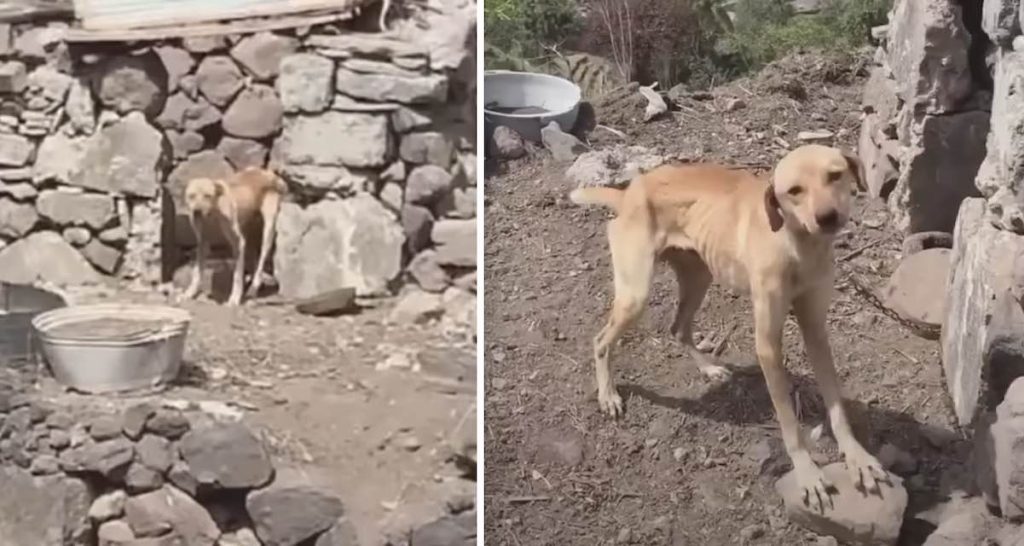 Destino dog rescued in South Africa