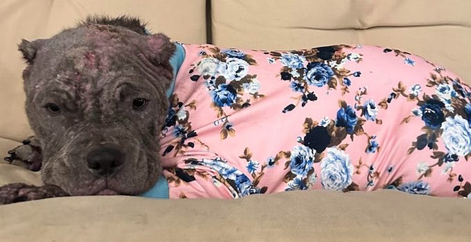 Foster Mom Finds Sick Dog Relaxing on Porch Swing in Her New Jammies