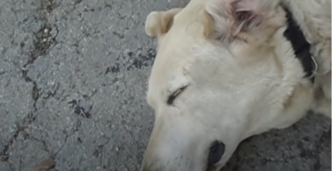 Man Shows How He Cleans His Dog’s Ears with Vinegar Solution