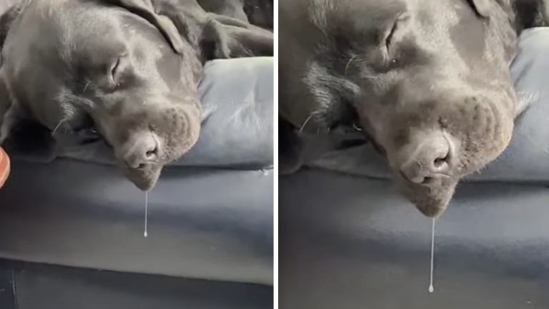 drooling lab